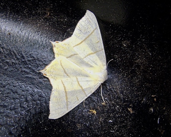 swallow-tailed moth